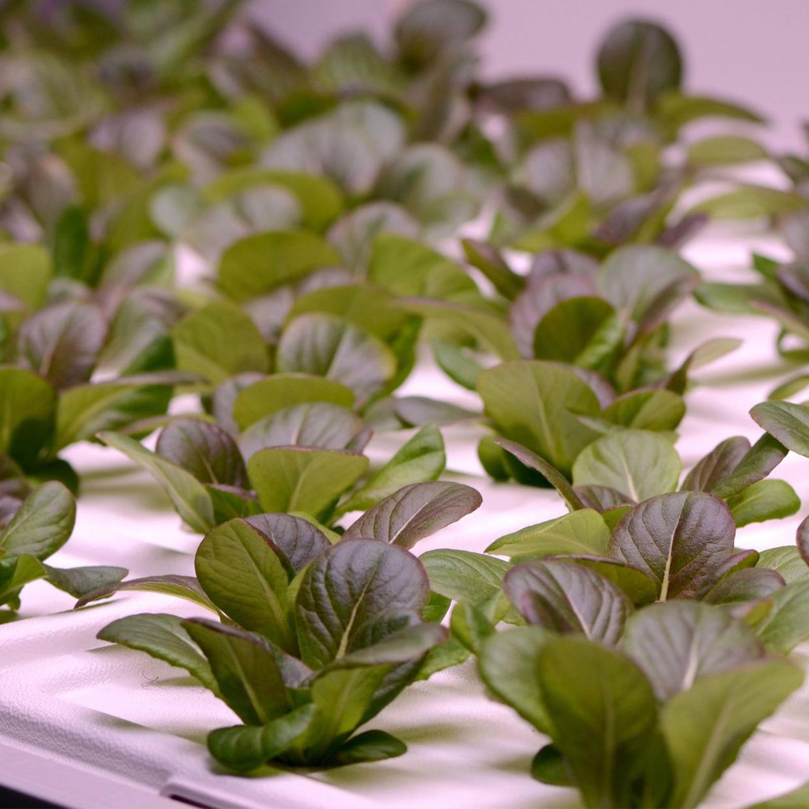Hydroponic Sponges 50pcs Cone  – Aerogarden Seed Pod recenzja i cena