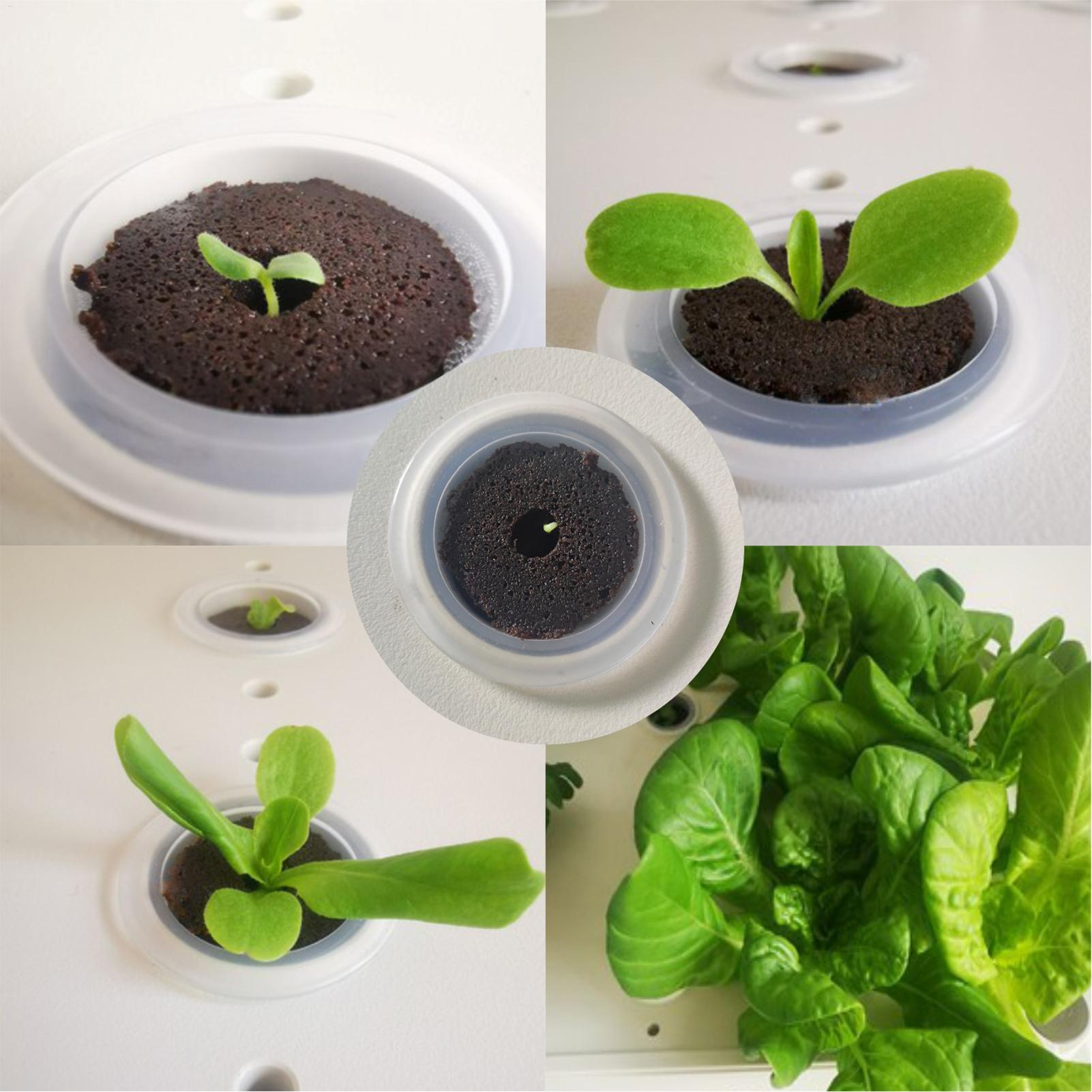 Hydroponic Sponges 50pcs Cone  – Aerogarden Seed Pod recenzja i cena